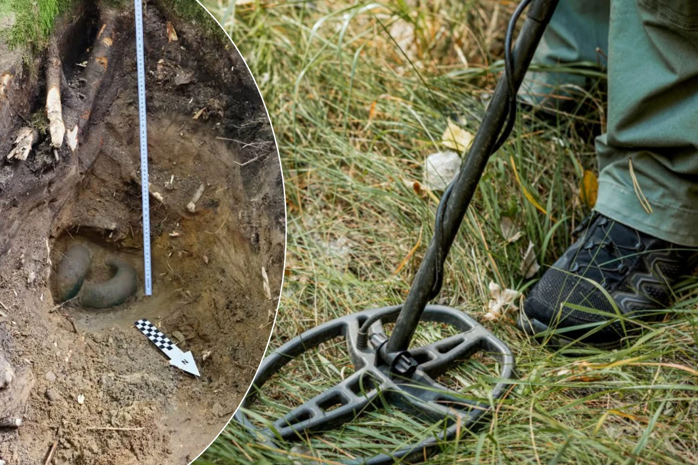 Skarb z epoki żelaza odkryty w lesie w Gdańsku. Wykrywacz metali w trawiastym terenie, w wykopie między korzeniami drzewa widoczne zabytki z epoki żelaza.