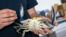 Inwazyjny kalinek błękitny stał się jednym z największych problemów włoskich rybaków