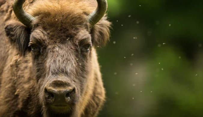 Czy żubrów jest w Polsce za dużo?