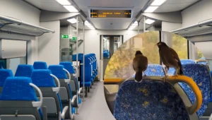 Majny brunatne regularnie podróżują pociągiem w Sydney