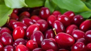 Nasi przodkowie robili z niego "oliwki". Dziś dereń znów jest na topie