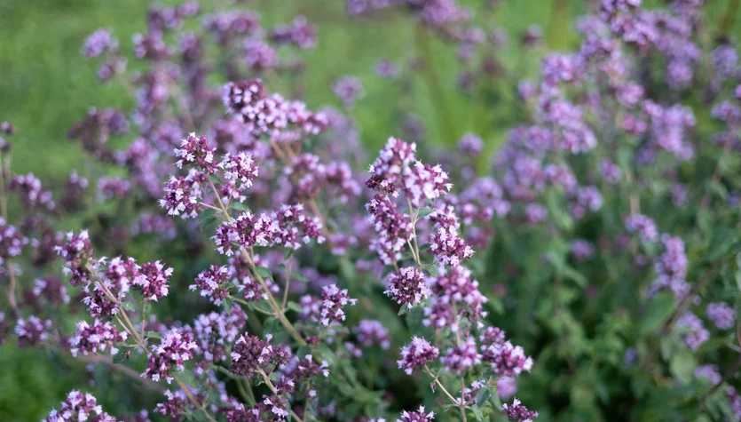 Zbierz je latem, gdy kwitnie. Wtedy oregano jest najbardziej aromatyczne