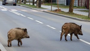 Dziki spowodowały karambol na S2. Korek na południowej obwodnicy Warszawy miał km / fot. ilustracyjne