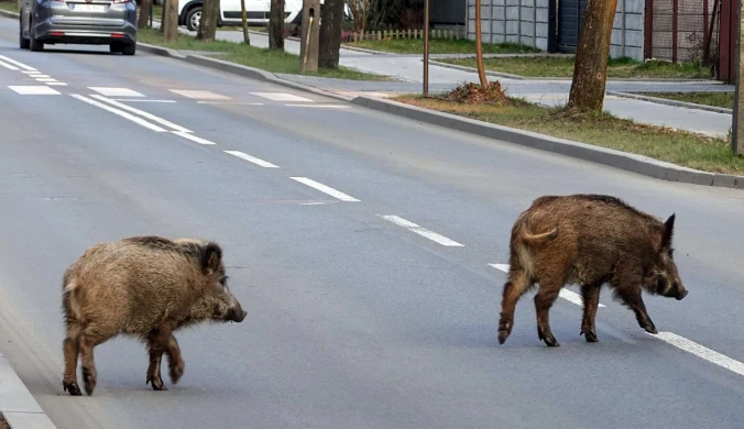 Dziki spowodowały karambol na S2. Korek na południowej obwodnicy Warszawy miał km / fot. ilustracyjne