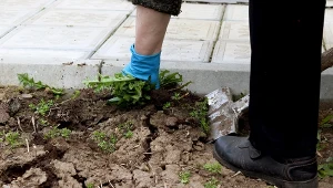 Wykonaj ten zabieg na pustej grządce we wrześniu. Wiosną chwasty nie będą problemem