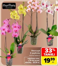 Storczyk Mariflora
