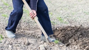 Sposób na użyźnienie gleby w ogrodzie. Z roku na rok będzie coraz lepsza