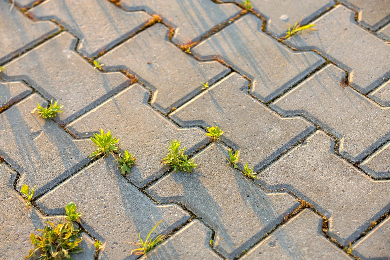 Chwasty to niejedyny problem. Kostką brukową trzeba się dobrze zająć Szara kostka brukowa z zielonymi chwastami rosnącymi w szczelinach między kostkami
