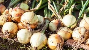 Cebulę po wykopaniu najpierw trzeba wysuszyć, a dopiero później przechowywać