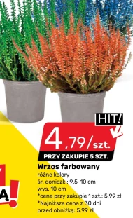 Wrzos Hit