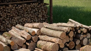 Mało kto wie, że to drzewo daje potężne ciepło. Twarde, pali się godzinami