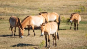 Konie Przewalskiego żyły kiedyś tylko na Pustyni Gobi, ale to się zmienia