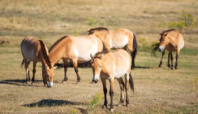 Konie Przewalskiego żyły kiedyś tylko na Pustyni Gobi, ale to się zmienia
