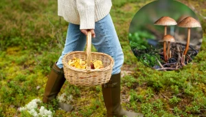 Czosnek i czekolada w jednym grzybie? Ten okaz rośnie w polskich lasach