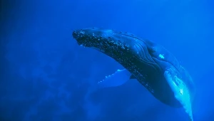 Humbaki podróżują w wybrane miejscach oceanów, by się rozmnażać