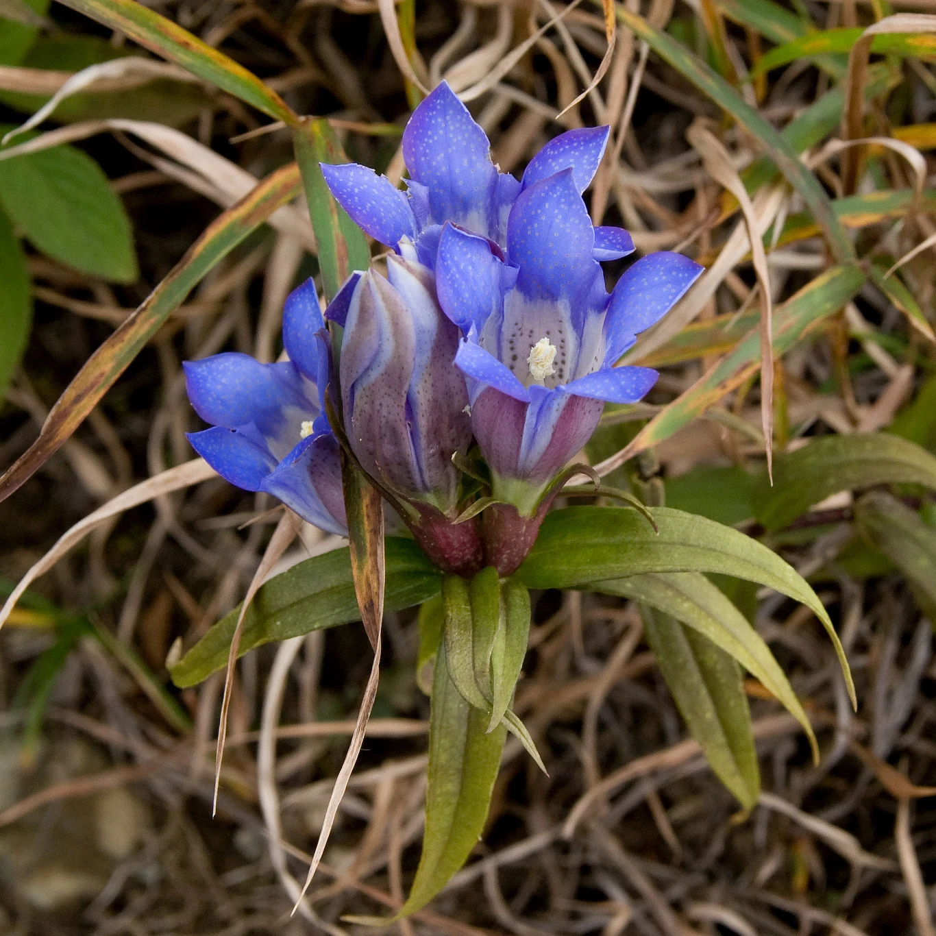Goryczka szorstka Gentiana scabra Kwiat o intensywnie niebieskich płatkach i lancetowatych zielonych liściach, otoczony suchą trawą.