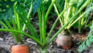 Późny siew marchewki ma dużą zaletę. Jesienią korzenie smakują wybornie