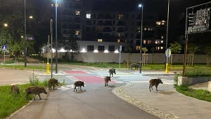 Stado dzików na skrzyżowaniu ulic Rydygiera i Przasnyskiej w Warszawie