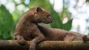 Jaguarundi ma sylwetkę, której nie da się pomylić z innym drapieżnikiem
