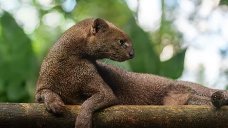 Jaguarundi ma sylwetkę, której nie da się pomylić z innym drapieżnikiem