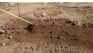 Zabieg wapnowania zacznij od przekopania grządek na głębokość szpadla