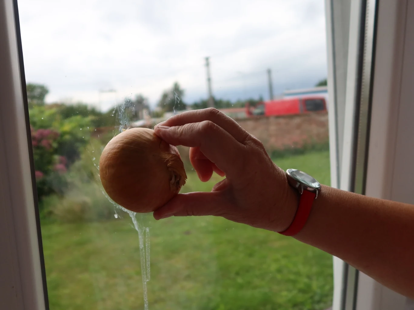 Przekrojona cebula wykorzystana do mycia okien to domowy sposób na czyste szyby. Ręka z zegarkiem trzymająca połówkę cebuli przy szybie z widoczną smugą i ogrodem za oknem.