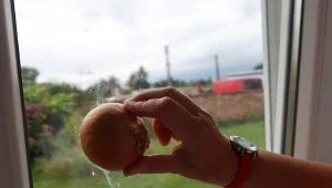 Cebula zamiast płynu do szyb? Sprawdziłam nietypowy sposób na czyste okna
