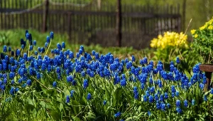 We wrześniu wystarczy jedna porcja. Wiosną ogród zakwitnie na niebiesko