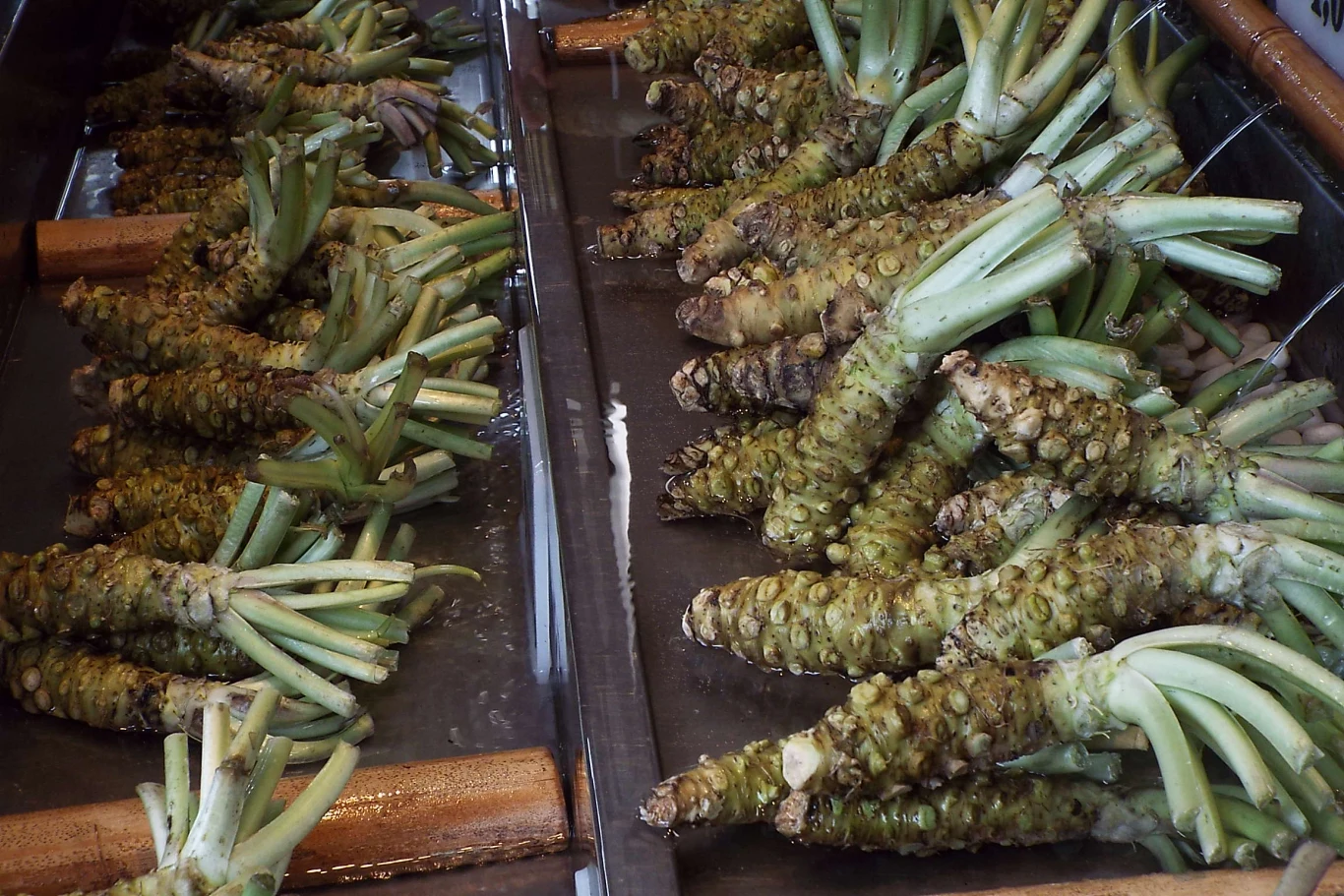 Świeże korzenie wasabi z zielonymi liśćmi ułożone w rzędach na metalowej tacy.