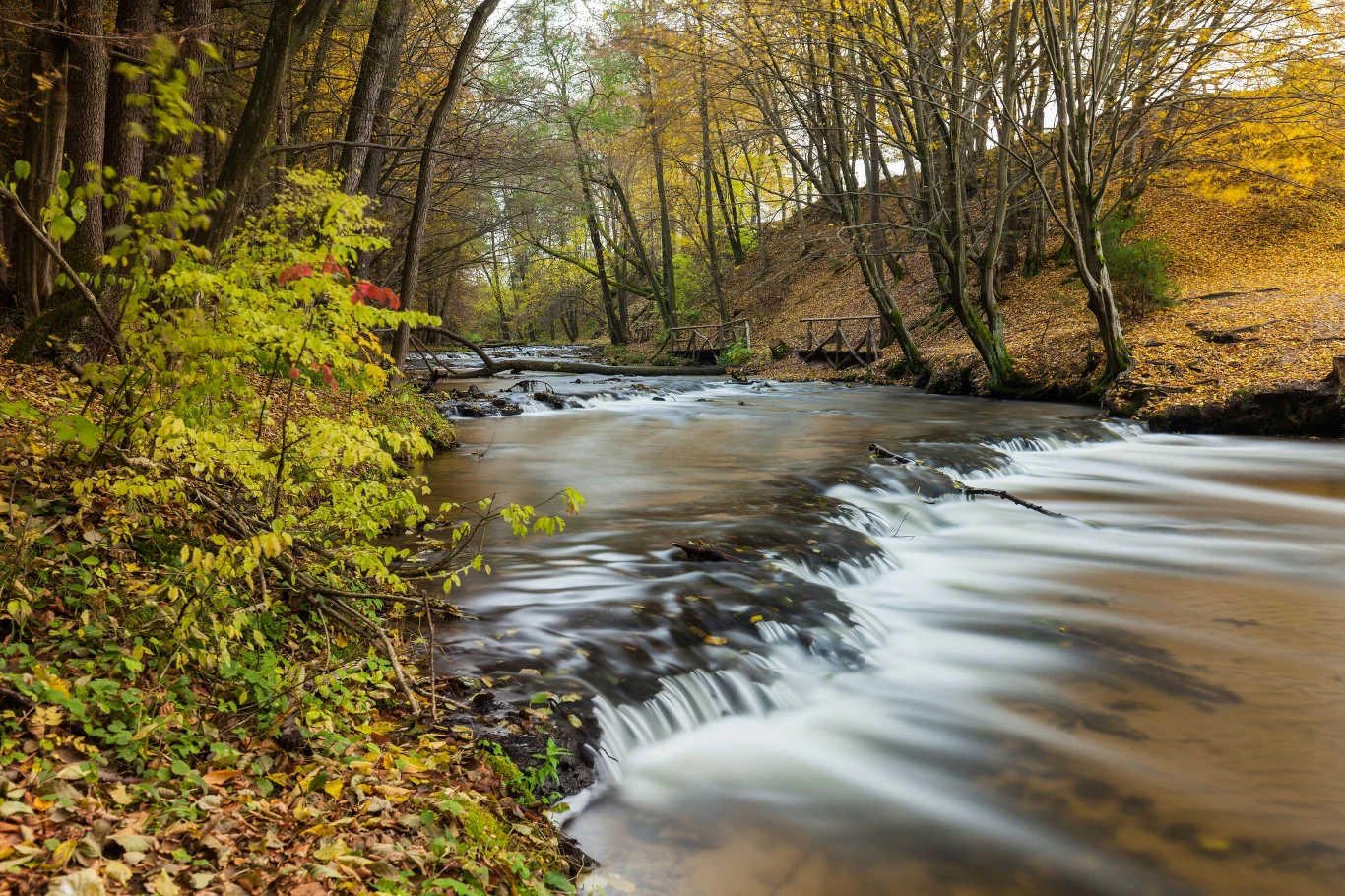 Szumy nad Tanwią jesienną porą wyglądają magicznie. Są jedną z najważniejszych atrakcji Roztocza Jesienny las z przepływającym strumieniem, nad którym pochylają się drzewa o żółtych liściach; woda tworzy delikatny wodospad na skalistych progach.