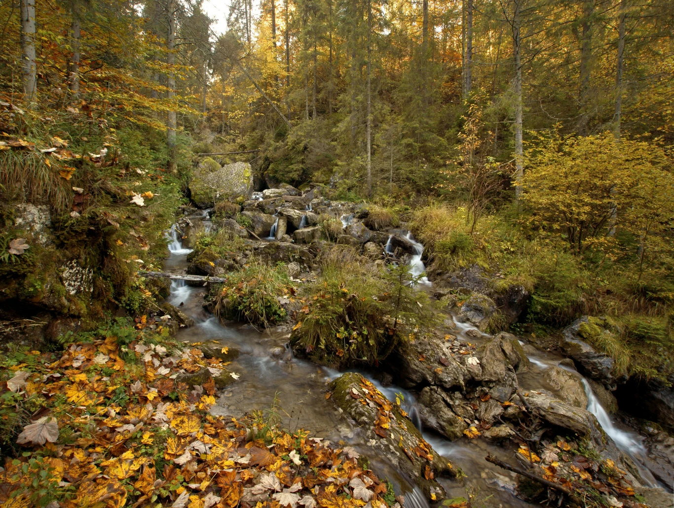Pieniny mają w sobie coś wyjątkowego. Jesienią, przy słonecznej pogodzie spacer Wąwozem Homole to prawdziwa przyjemność Górski strumień wijący się pomiędzy kamieniami i porośniętymi mchem skałami, otoczony jesiennym lasem pełnym złotych i pomarańczowych liści.