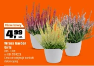Wrzos Gardenic