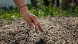 Nie zostawiaj pustej grządki po pomidorach. Wysiej i zbierz plon przed zimą