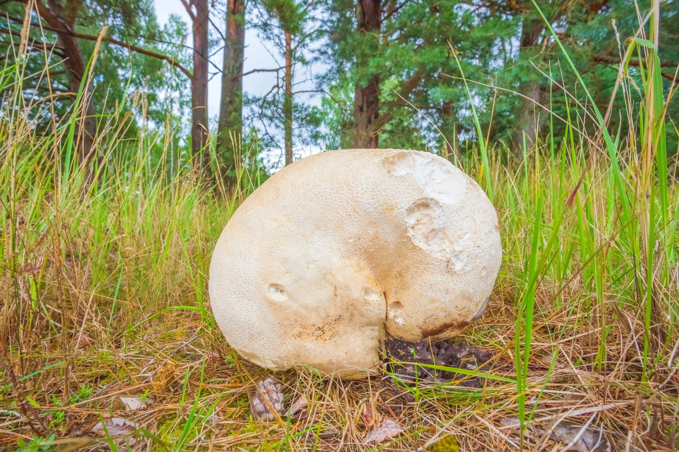 Duży biały purchawka rośnie pośród traw i mchów w leśnym otoczeniu, otoczony wysokimi źdźbłami oraz pniami drzew sosnowych.