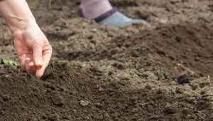 Nie zostawiaj pustej grządki po pomidorach. Wysiej i zbierz plon przed zimą