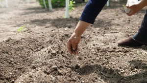 Jesienne nawożenie gleby chroni również rośliny zimujące w gruncie.