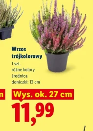 Wrzos