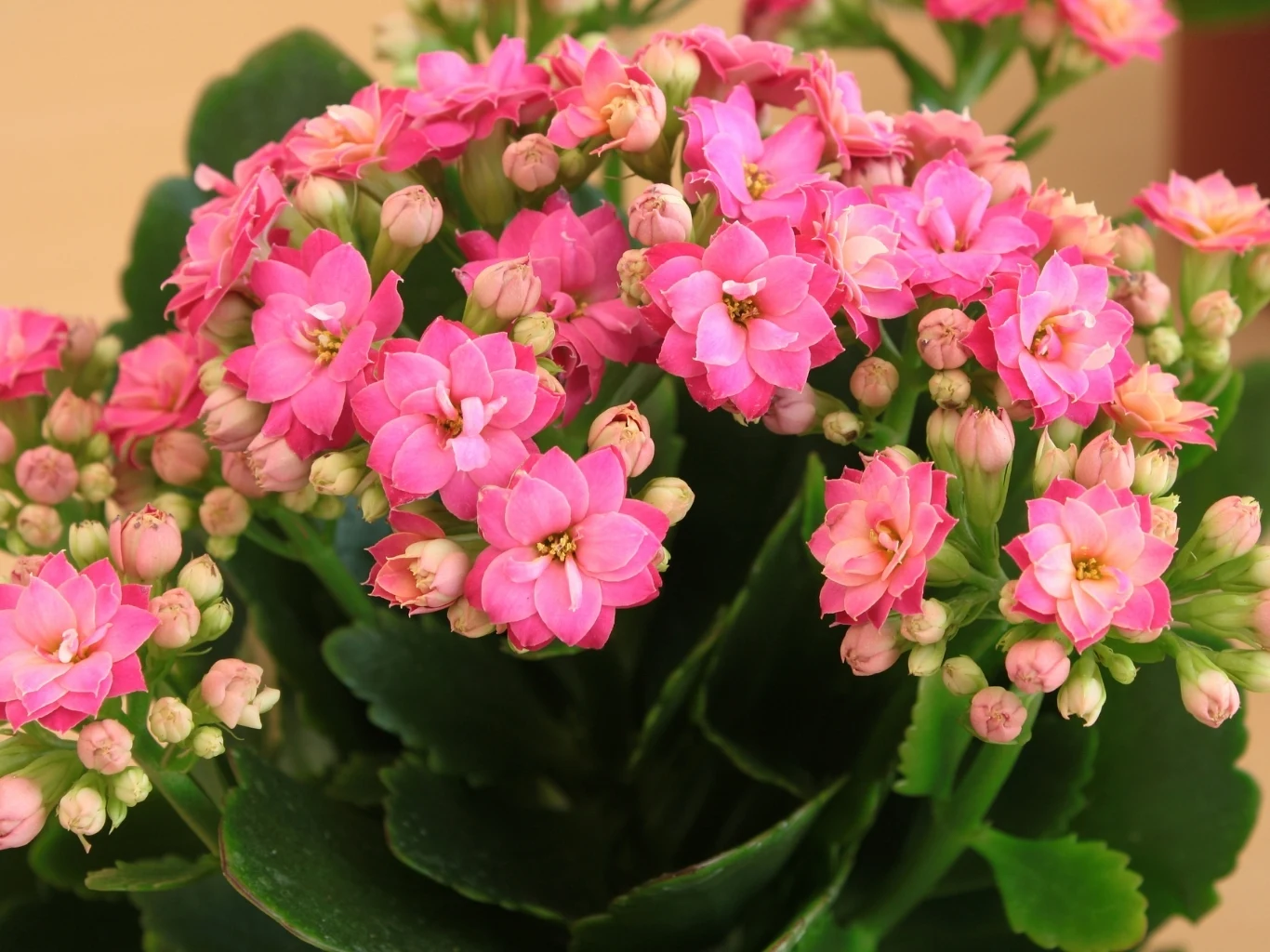 W prosty sposób możesz pobudzić kalanchoe do jeszcze piękniejszego kwitnienia Kalanchoe o intensywnie różowych kwiatach z widocznymi pąkami i ciemnozielonymi mięsistymi liśćmi.