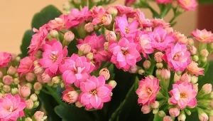 Dodaj łyżeczkę do podlewania. Kalanchoe odżyje i ruszy z kwiatami