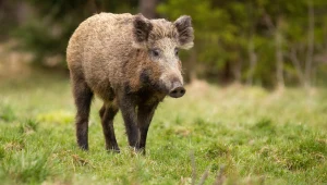 Dziki coraz częściej pojawiają się w miastach