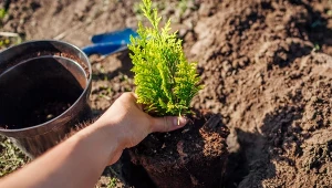 Ważne przy sadzeniu iglaków jesienią. Mocno się ukorzenią i odbiją wiosną
