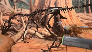 Naukowcy poznali sekrety inteligentnego dinozaura i złapali się za głowy