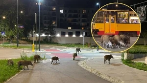 Dziki w centrum Warszawy, nagranie obiegło sieć. Internauci poruszeni