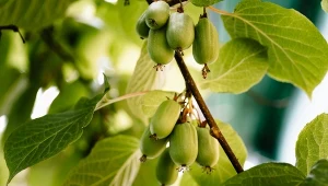 Przytnij mini kiwi na początku września. Zbierzesz nawet 20 kg owoców