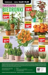1+1 gratis i drugi za grosze - Biedronka