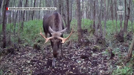 "Wydarzenia": Jelenie wychodzą na drogi. Kierowcy muszą uważać