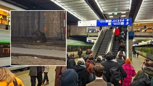 Ogromne opóźnienia pociągów w Warszawie. Po torach biegał łoś