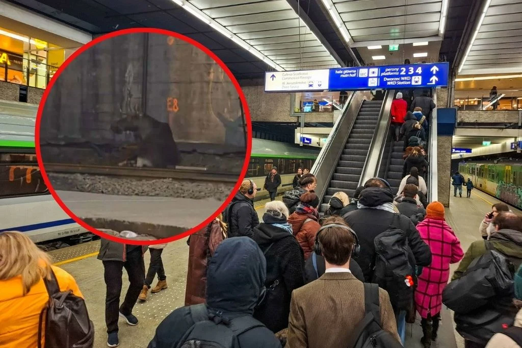 Kolejka ludzi na peronie dworca czekających przy schodach ruchomych, w tle pociąg, a w wyróżnionym okręgu duży szczur obok torów.