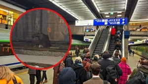 Warszawa. Łoś na Dworcu Centralnym. Ogromne opóźnienia pociągów