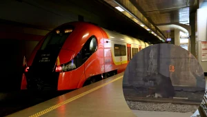 Łoś zablokował ruch na torach SKM